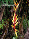 Heliconia robusta